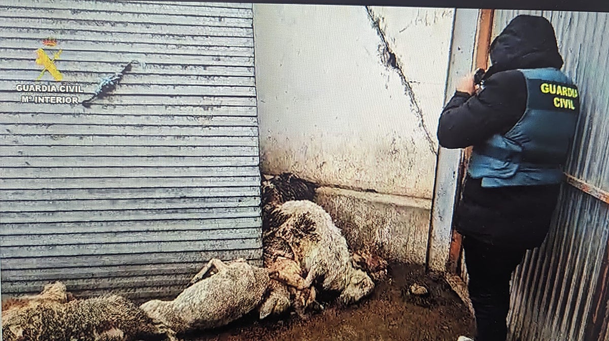 Estado en el que se encontraban los animales en la explotación de ovino de Renedo de Esgueva (Valladolid)