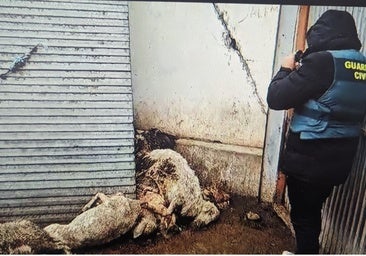 Investigado un ganadero en Valladolid por el «abandono» y «estado deplorable» de los animales en una granja de ovino