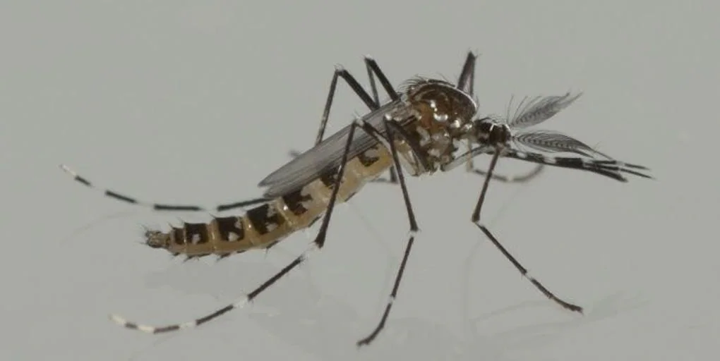 Alerta por el mosquito tigre en Valencia: así es la técnica para reducir la población de esta especie