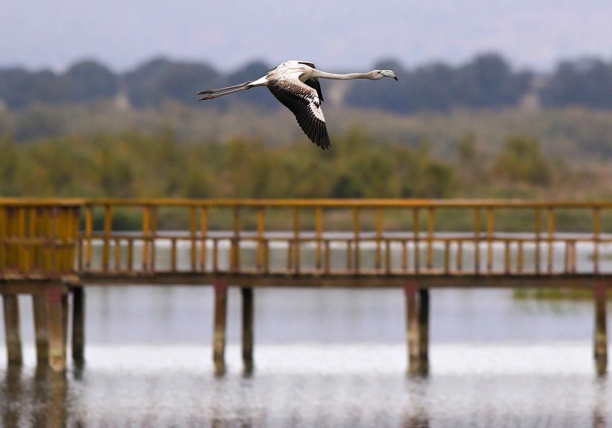 Una de las aves que pueblan el Parque Nacional de las Tablas de Daimiel