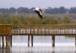 El renacer del Parque Nacional de Las Tablas de Daimiel tras su larga agonía