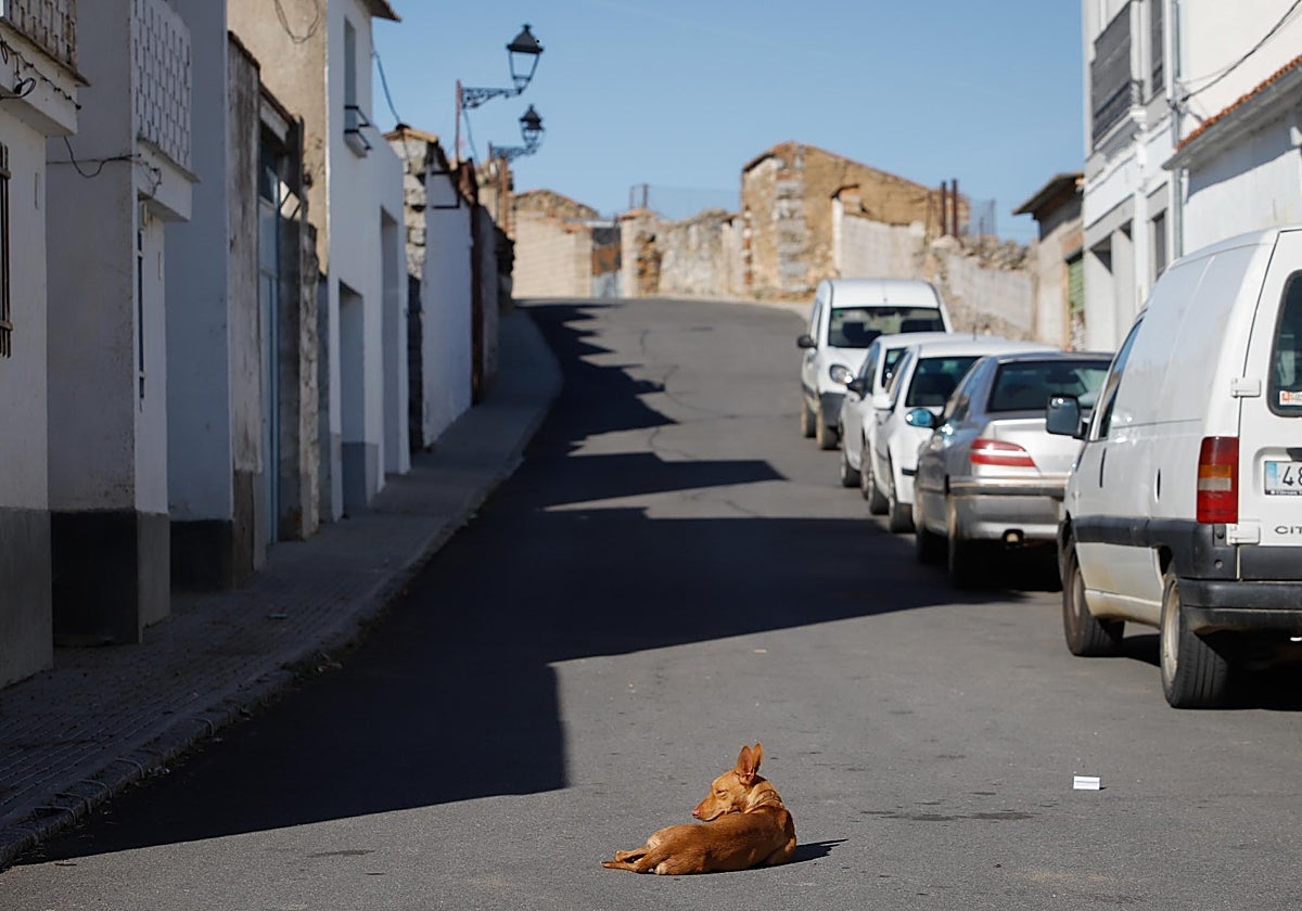 Un perro en una calle vacía del Guadiato