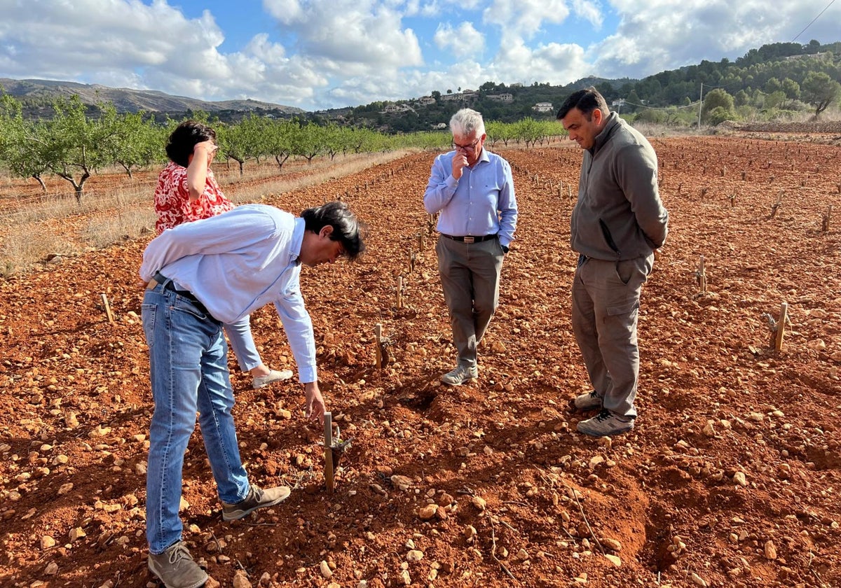 El presidente de Asaja Alicante, José Vicente Andreu, en uno de los viñedos afectados por la sequía.