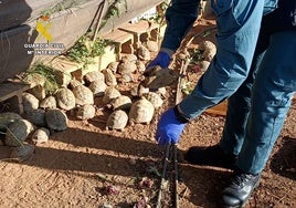 La Guardia Civil descubre la mayor concentración de tortugas protegidas de España en una finca rústica de Valencia