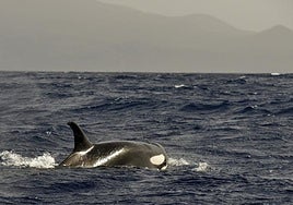 Las orcas vuelven a hundir un velero en el Estrecho y el Ministerio insta a «extremar precauciones»