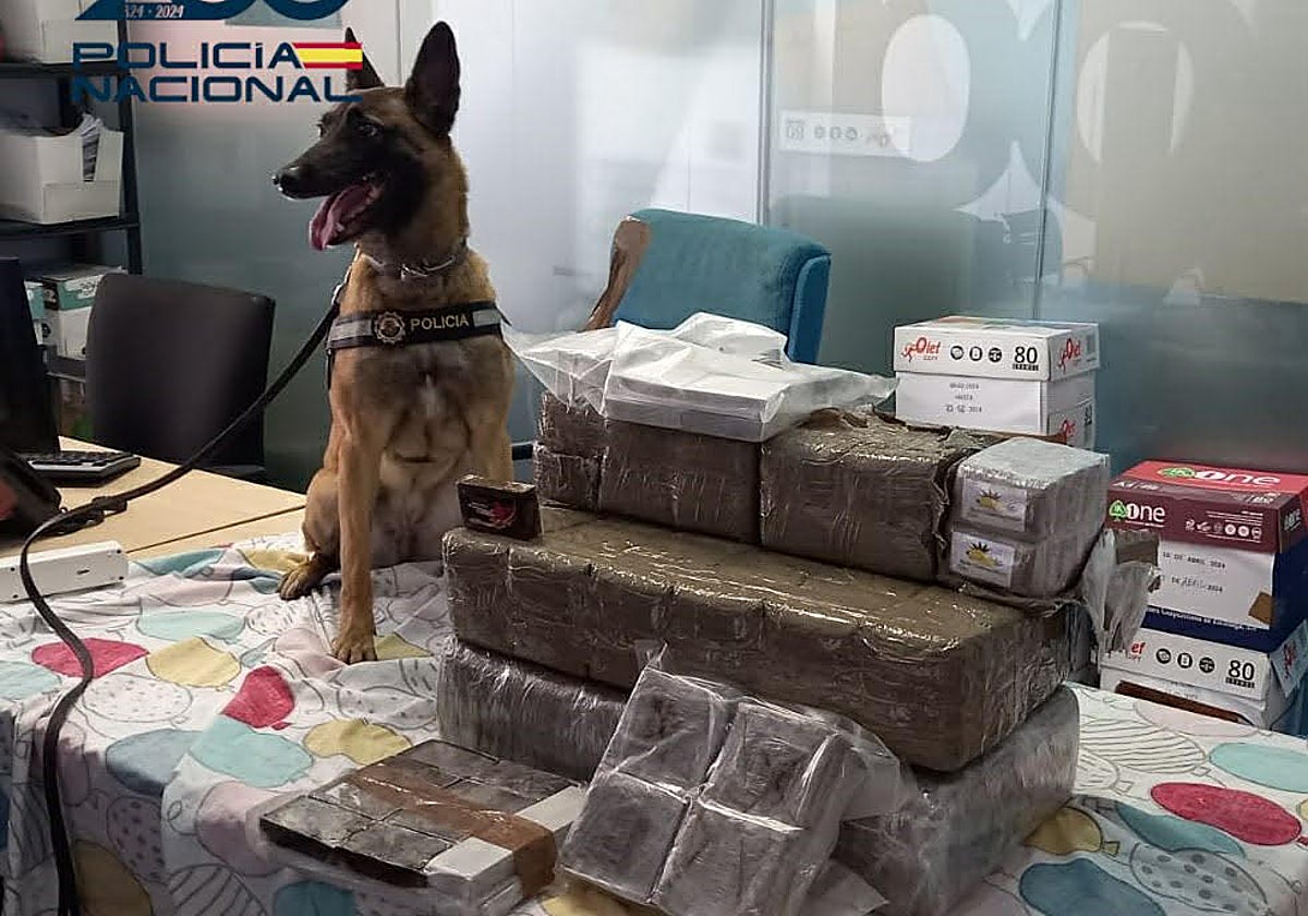 Imagen del perro policía que descubrió más de 37 kilos de hachís en Alicante