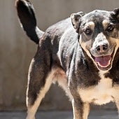 Todo preparado para el 24º Desfile de perros de AUPA y Fundación Bioparc en Valencia