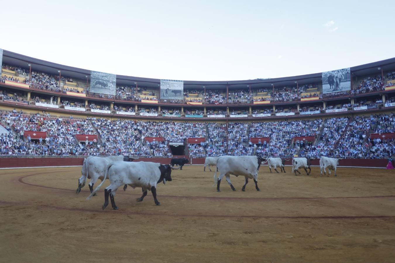 Fotos: el rotundo triunfo de Roca Rey en la última corrida de la Feria de Córdoba