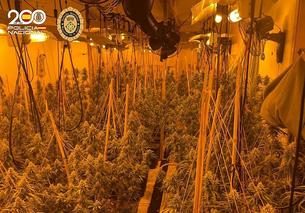 Tres años y medio de cárcel para cuatro chinos pillados con el mayor alijo de marihuana incautado en Gijón