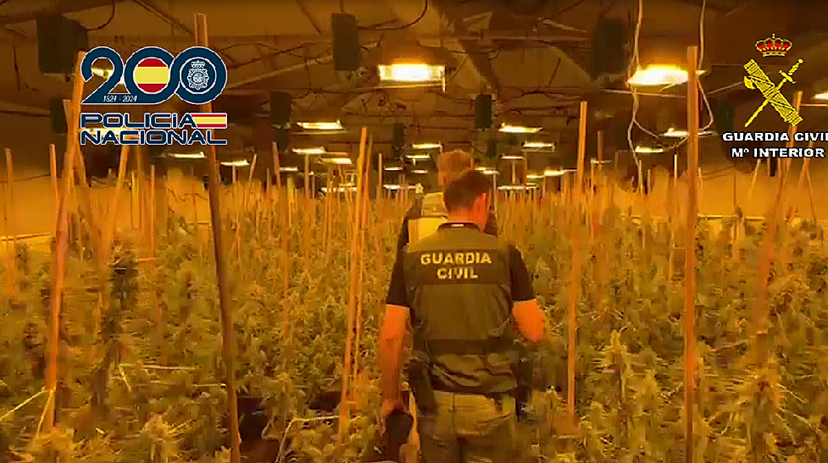 Dos agentes de Guardia Civil y Policía Nacional inspeccionan un cultivo de marihuana