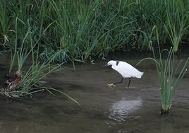 Madrid da ejemplo de río, al pasar de la cloaca a un cauce renaturalizado con peces y anfibios