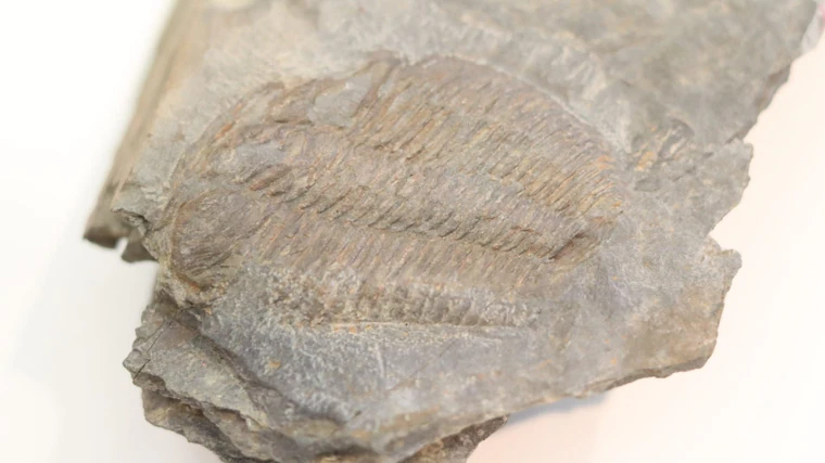 Fósil con la señal del trilobite (artrópodo) agregado al museo de Totanés