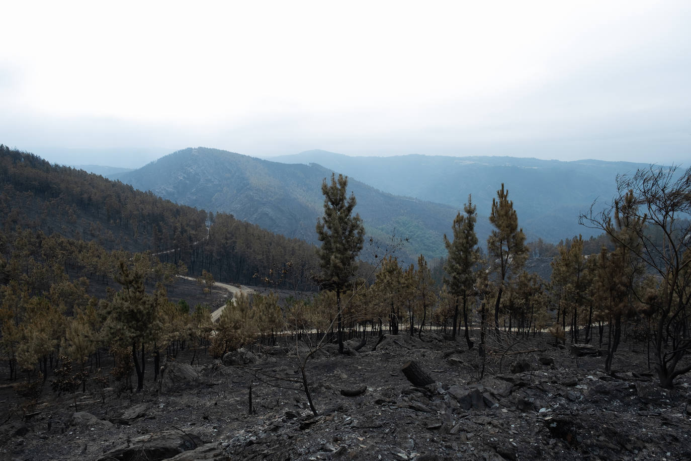 Identifican al responsable de un fuego que calcinó 130 hectáreas