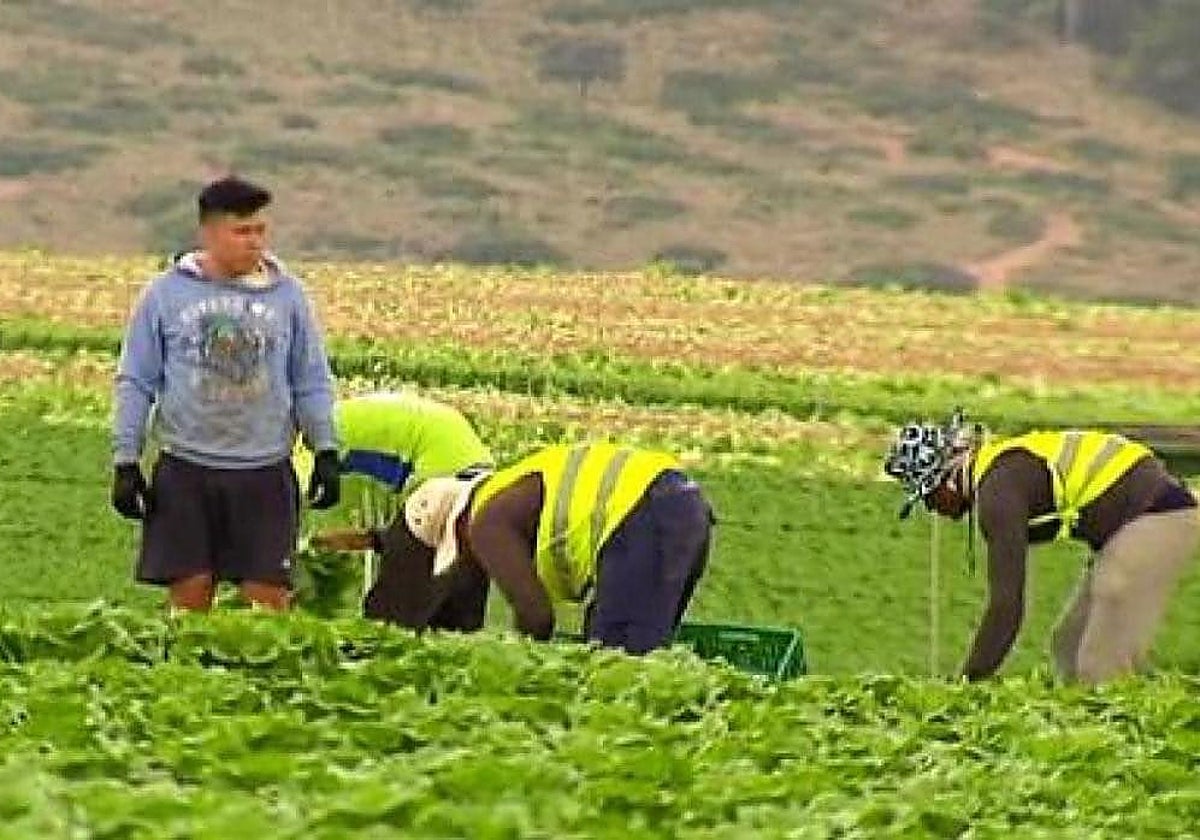 UPA alerta de que el 90% de demandantes de asilo que piden trabajo en el campo son irregulares