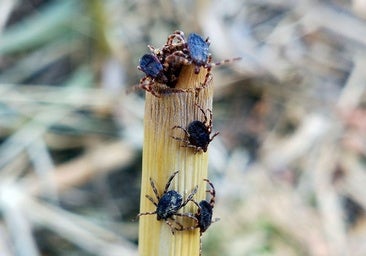Plaga de garrapatas en Cataluña: así son, peligros y cómo evitar sus picaduras