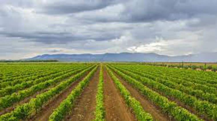 Marzo ha sido «el mejor de la historia» en valor para las exportaciones de vino en Castilla-La Mancha