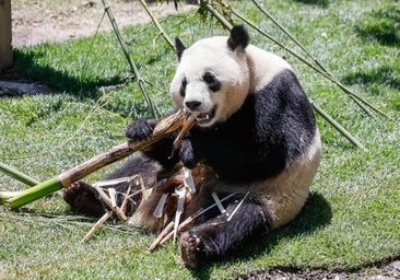 Jin Xi y Zhu Yu, los nuevos panda que se han instalado en el zoo de Madrid