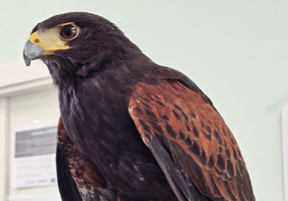 Imagen del Águila Harris encontrada en una terraza de Valencia