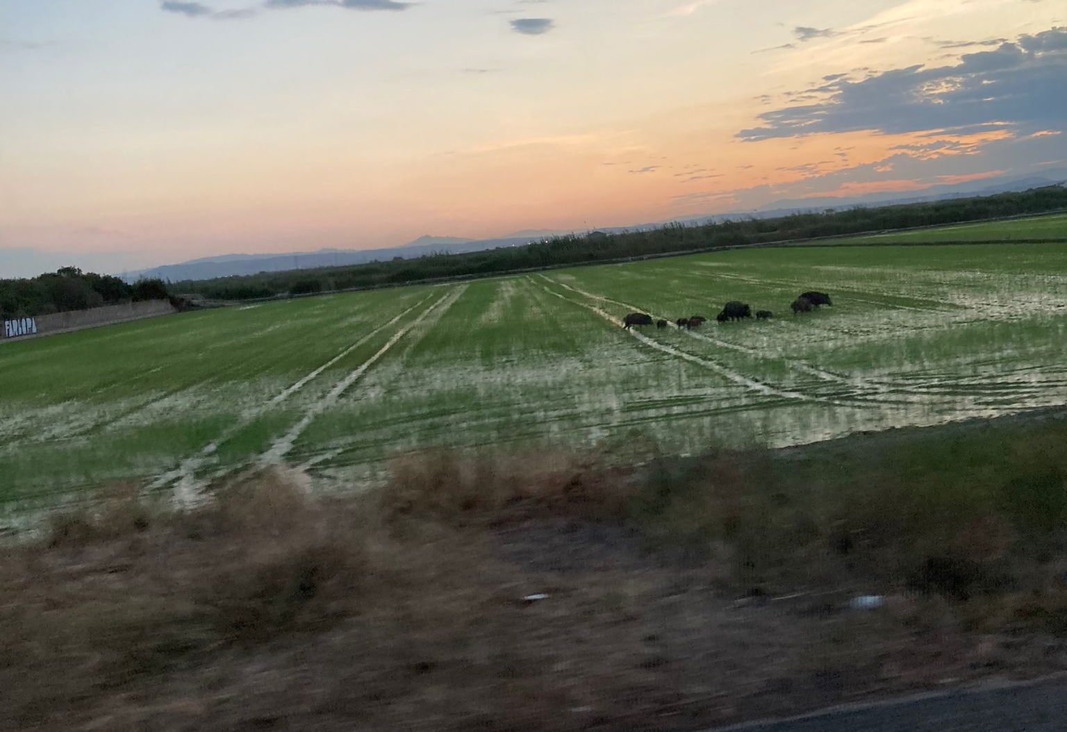 Imagen de jabalís en un arrozal de la Albufera de Valencia