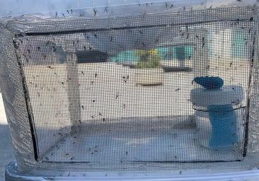 El Ayuntamiento de Valencia suelta 1,3 millones de mosquitos tigre en la ciudad para evitar enfermedades