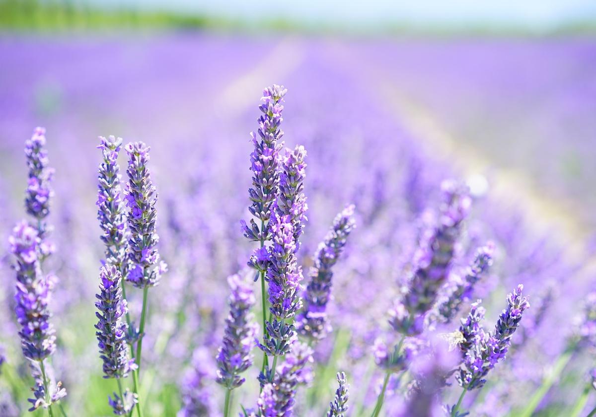 El festival de la lavanda que se celebra a una hora de Madrid y no es el de Brihuega: música, gastronomía y talleres