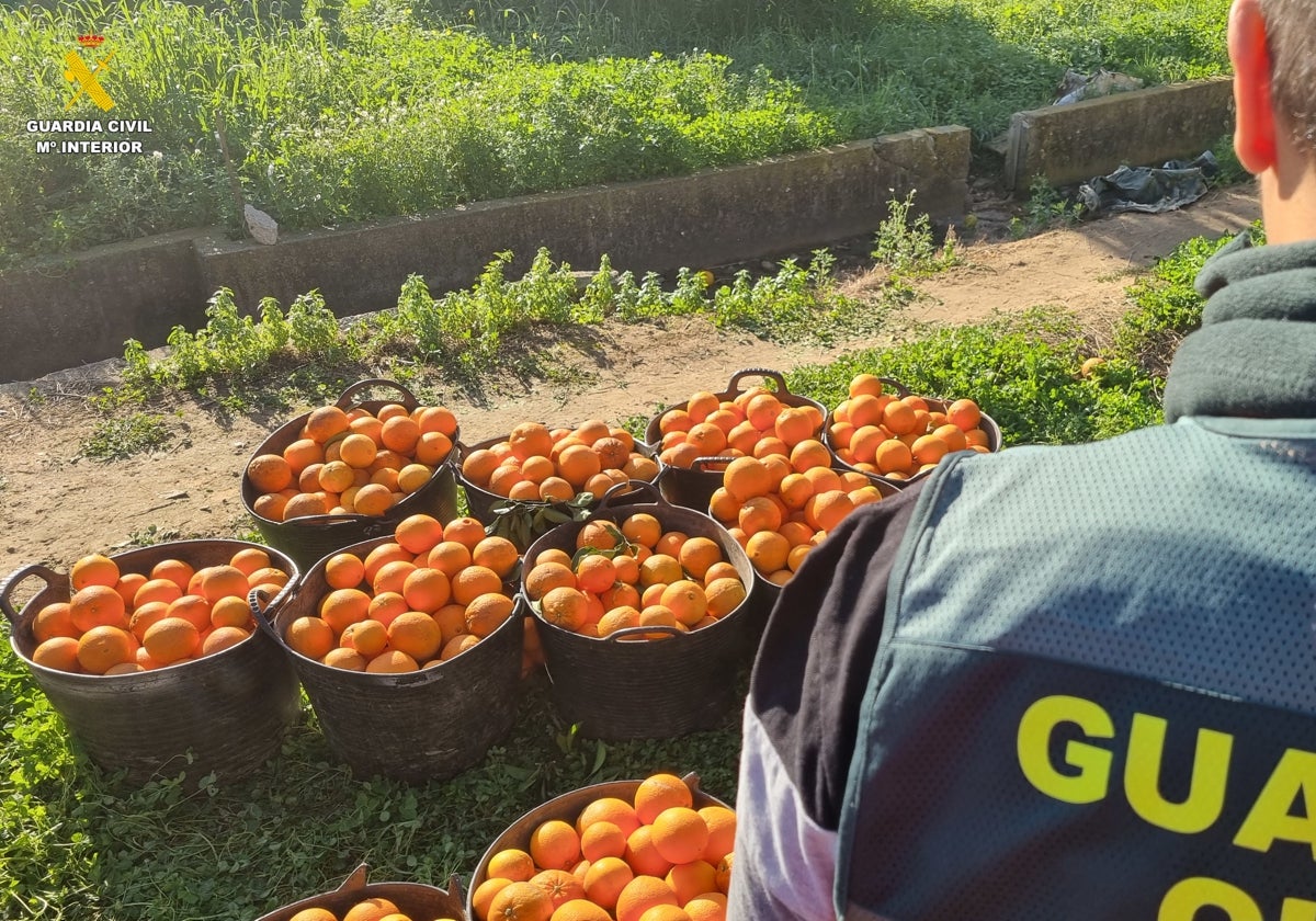 Imagen de naranjas recuperadas en una operación contra el robo de naranjas en Valencia