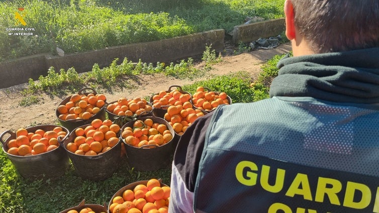 La Guardia Civil detiene a 14 personas e investiga a 43 por el robo de 123 toneladas de naranja en Valencia