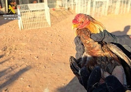 El Seprona descubre un centenar de gallos heridos en peleas ilegales en una casa de campo en Valencia