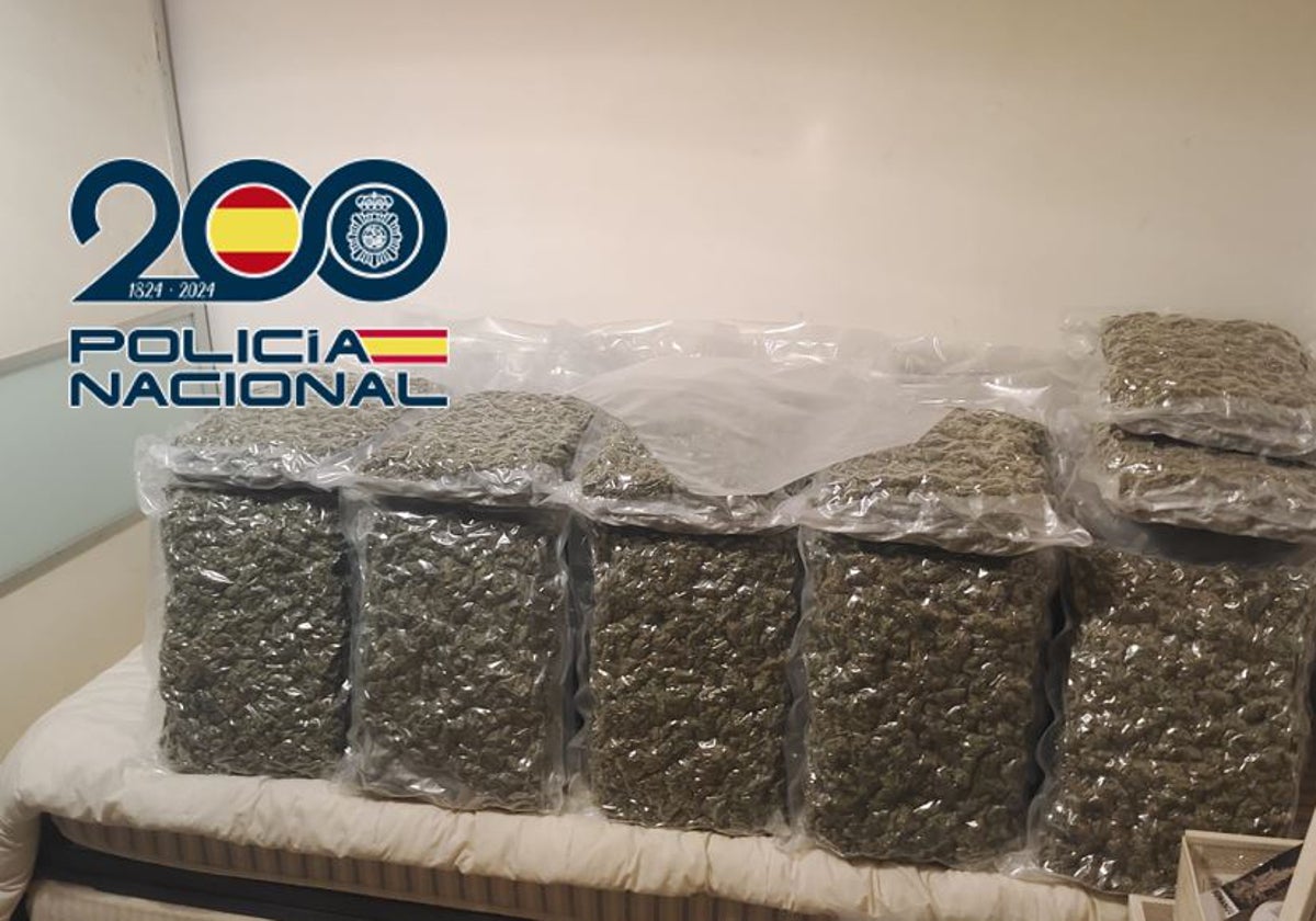 Cogollos de marihuana intervenidos en la operación