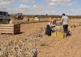 El Gobierno de España destina más de 12 millones para contratar 2.224 desempleados del sector agrario