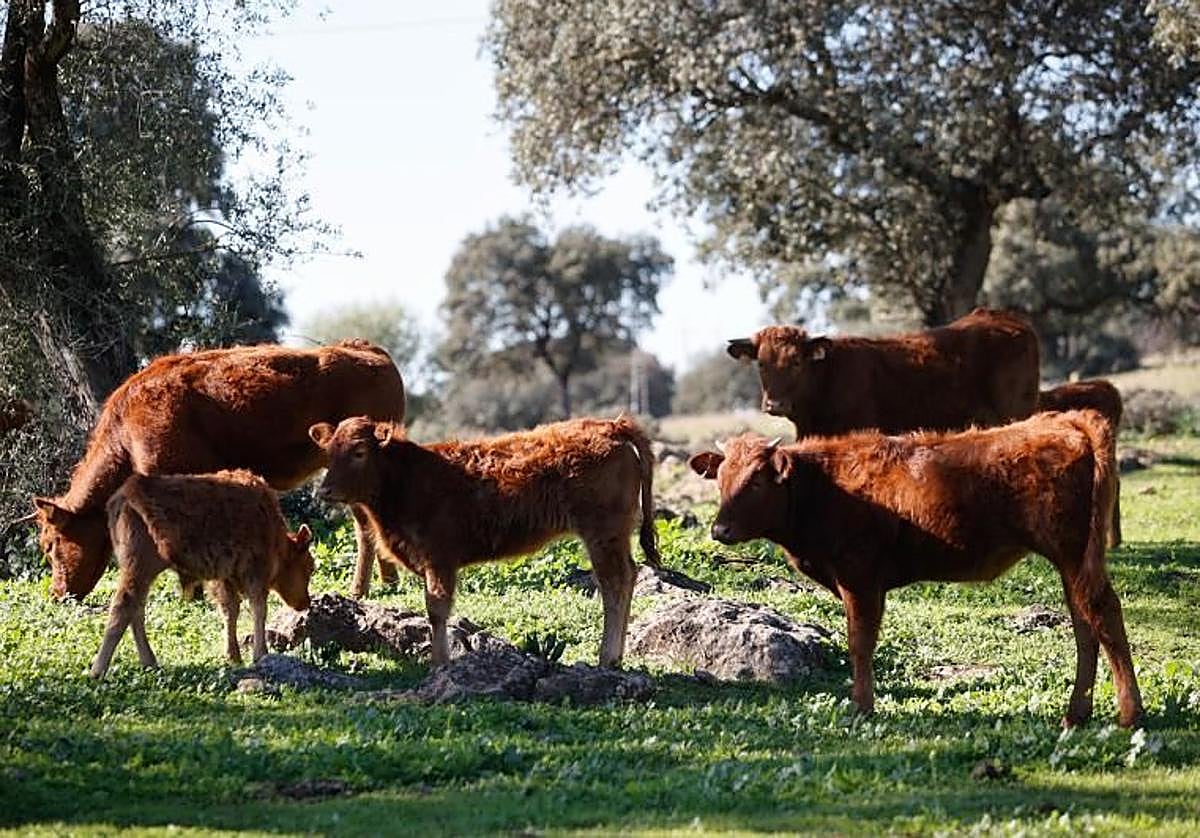 Varias cabezas de ganado en una explotación cordobesa