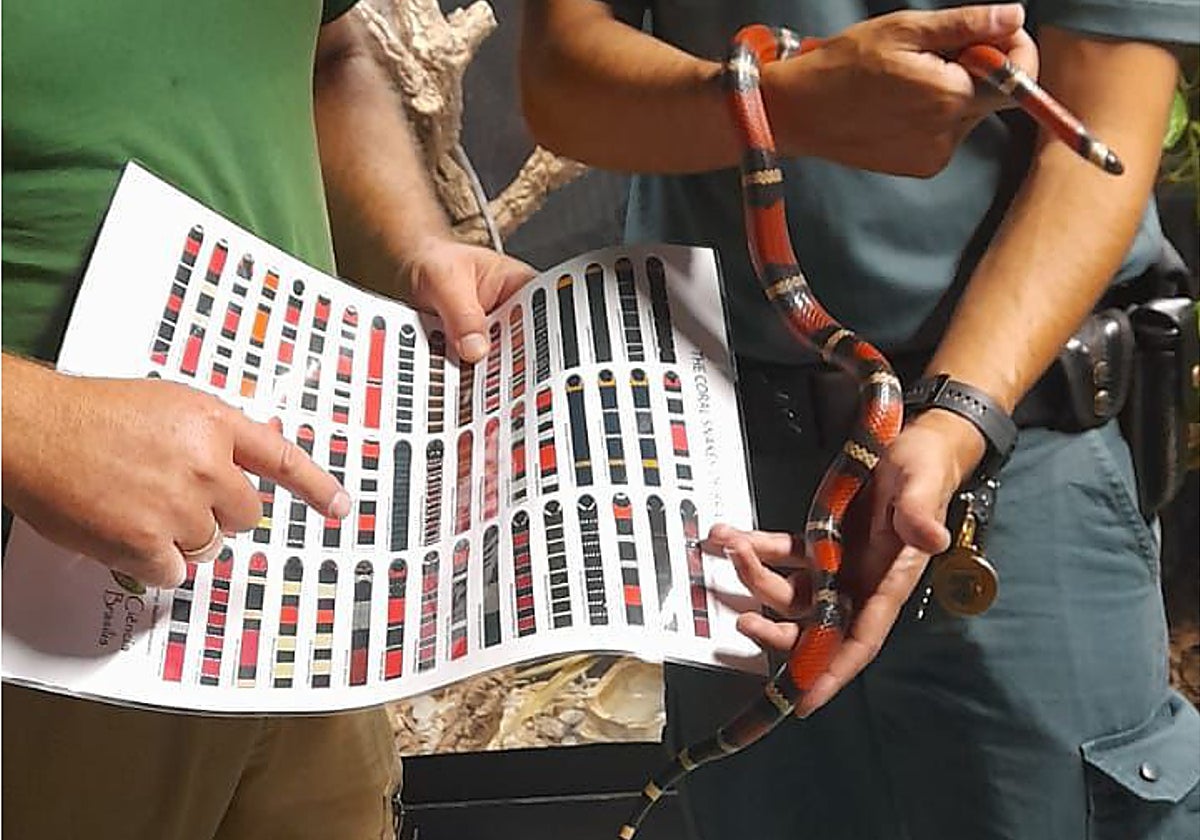 Imagen de la serpiente falsa coral rescatada en Valencia