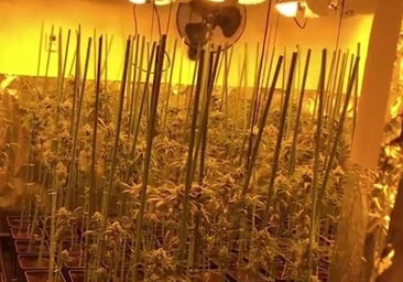 Endesa detecta un fraude cada tres horas, el 12% de enganches para cultivos de marihuana