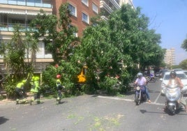Un camión arranca de raíz un árbol grande en Valencia tras engancharse con el contenedor que llevaba