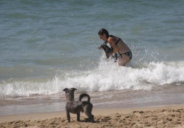 Estas son las mejores playas para perros de Barcelona