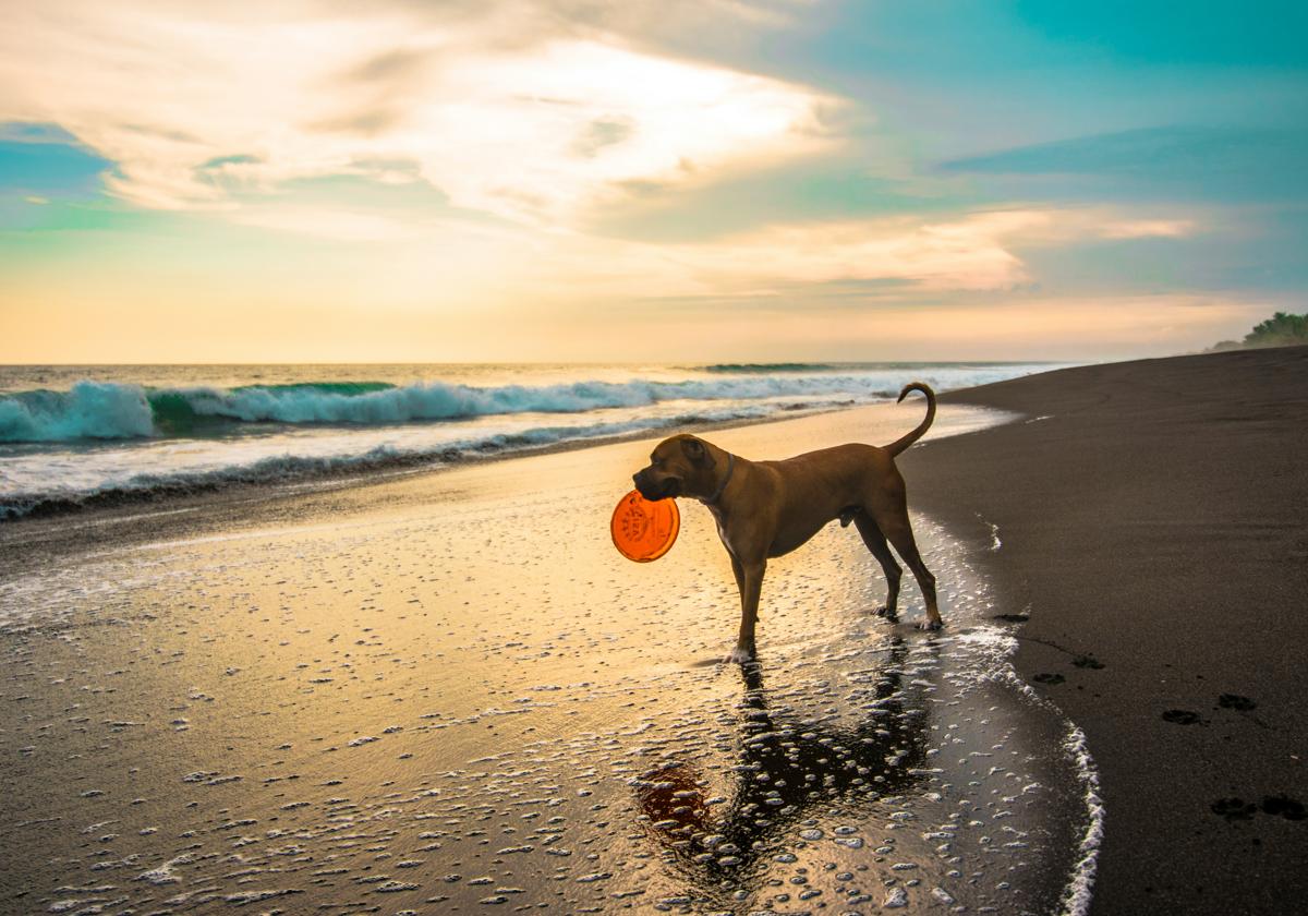 Estas son las playas para perros de Galicia: dónde están y cómo llegar