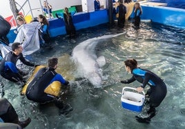 El vídeo del arriesgado rescate por avión de dos belugas desde Ucrania a Valencia: «Huyen del horror de la guerra»