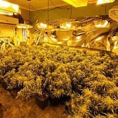 El olor de los sacos que transportaban delata a cinco detenidos por una plantación de marihuana en Alicante