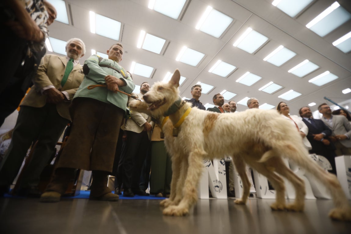 Las imágenes de Intercaza en su nueva ubicación del Centro de Ferias y Convenciones de Córdoba