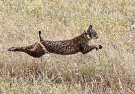 El lince ibérico deja de estar en peligro de extinción