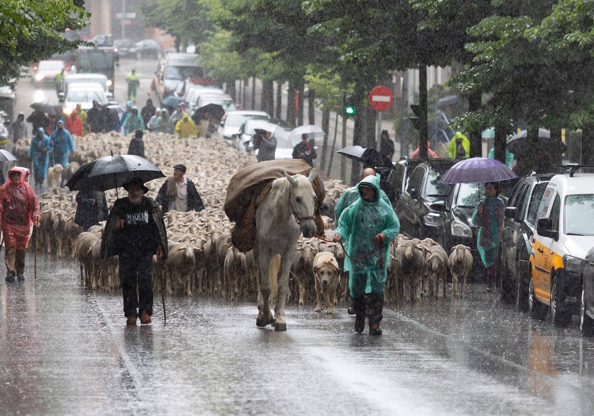 Paso de las Trashumancia por la ciudad de Soria