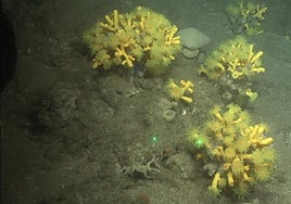 Las reservas de corales que resisten en las costas de Andalucía