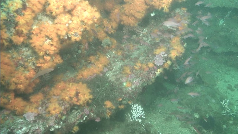 Coral estrellado Astroides calycularis frente a Marbella