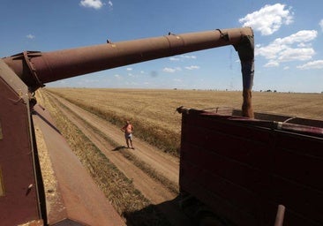 Un juzgado investiga a un trabajador por robar toneladas de trigo y girasol a su propia empresa agrícola