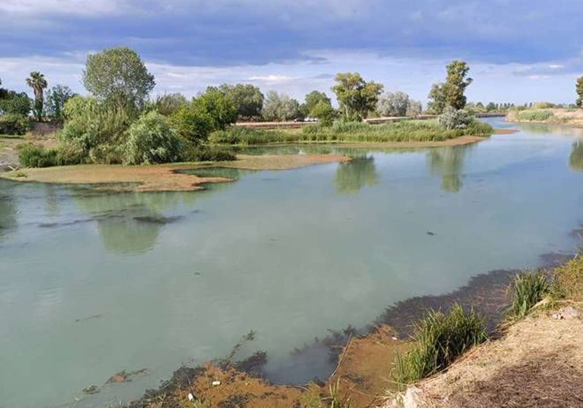 Retiran una especie exótica invasora que tiñó de verde el río Júcar a su paso por el azud de Sueca