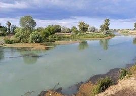 Retiran una especie exótica invasora que tiñó de verde el río Júcar a su paso por el azud de Sueca