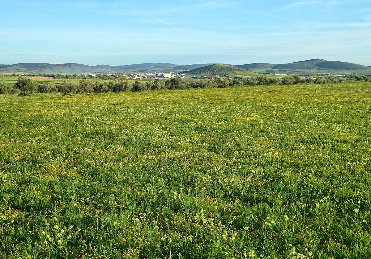 Terrenos agrícolas en el entorno de Santa Cruz de Mudela (Ciudad Real)