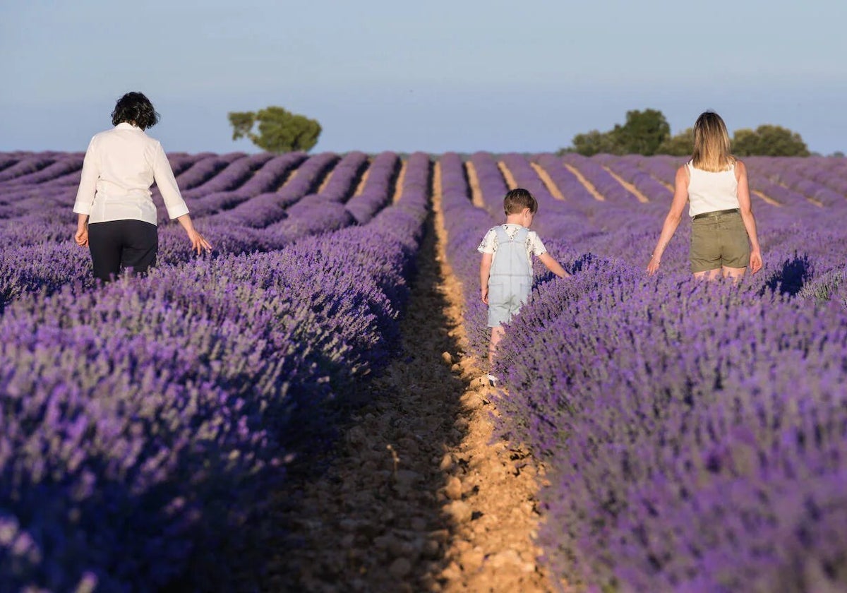 Brihuega y la empresa BlaBlaCar suscriben un acuerdo para promover el acceso a los campos de lavanda y al municipio