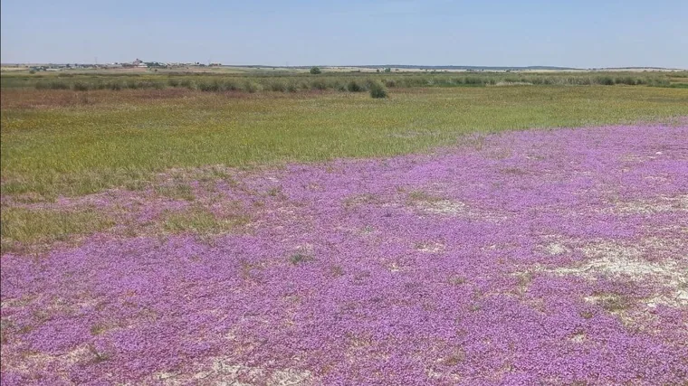 Increíble descubrimiento de una planta que se creía extinguida en la laguna de El Hito, en Cuenca