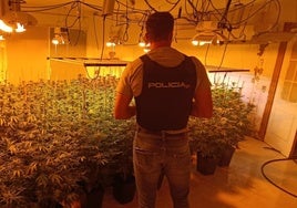 Desmantelan una producción industrial de marihuana en Alicante a cargo de una empresa de alquiler de casas